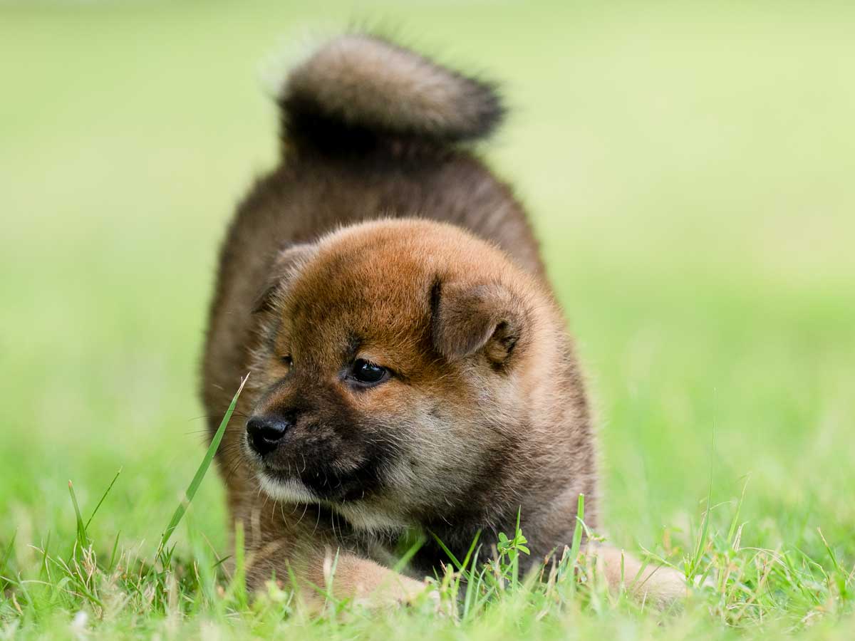 赤柴オス子犬】ID4645の詳細情報と購入ガイド｜価格・血統・保証内容
