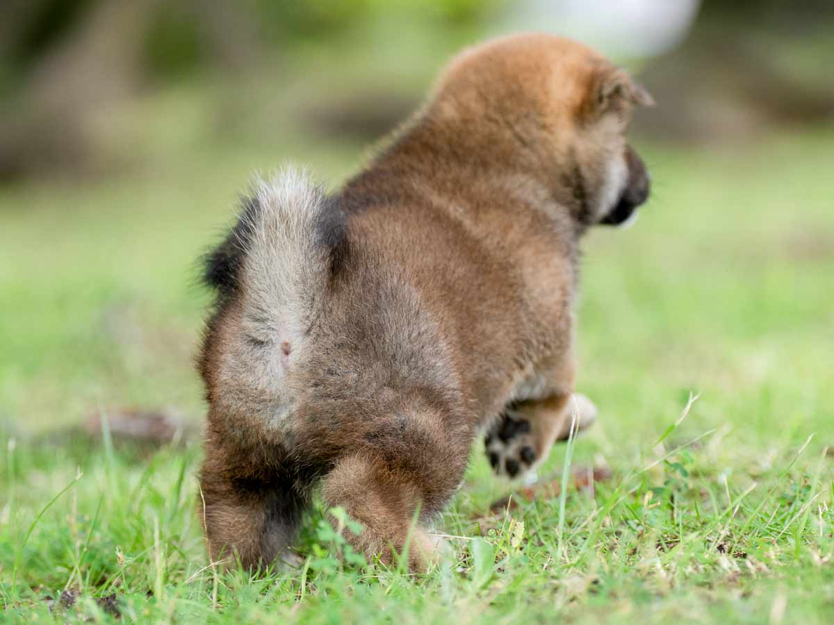 赤柴オス子犬】ID4645の詳細情報と購入ガイド｜価格・血統・保証内容