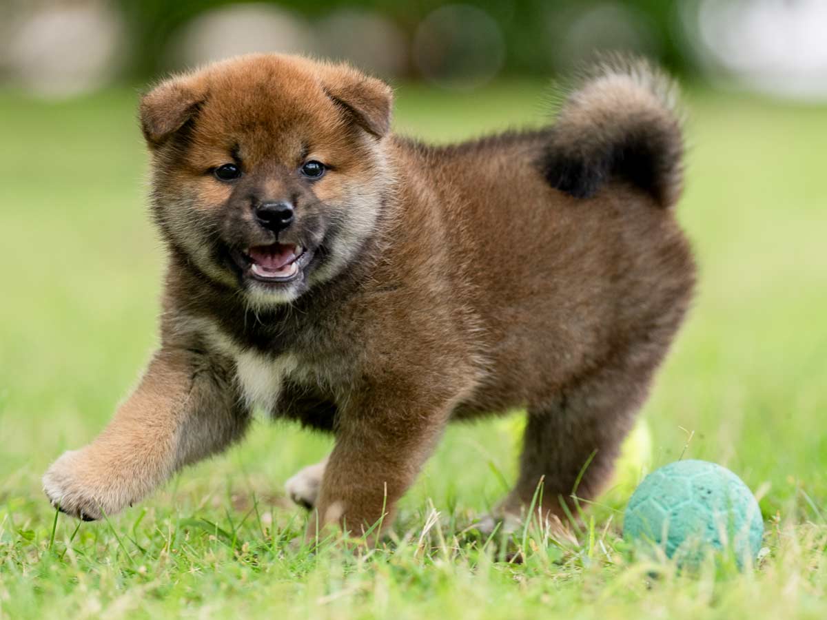 赤柴オス子犬】ID4645の詳細情報と購入ガイド｜価格・血統・保証内容