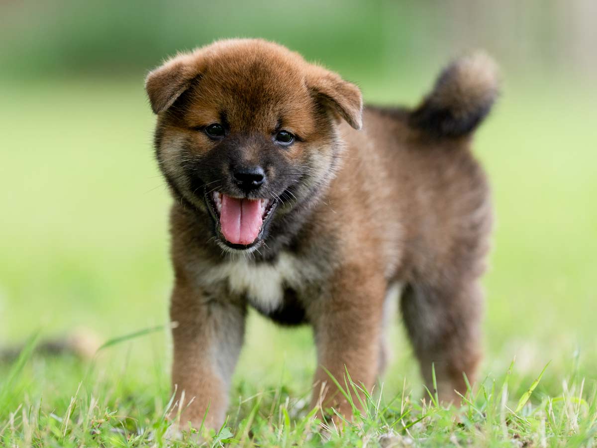 赤柴オス子犬】ID4646の詳細情報と購入ガイド｜価格・血統・保証内容