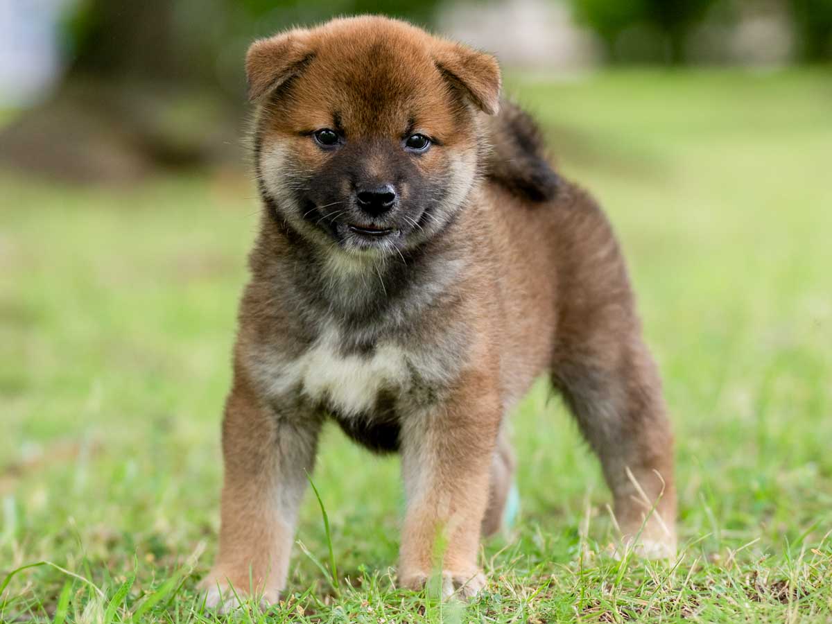 赤柴オス子犬】ID4646の詳細情報と購入ガイド｜価格・血統・保証内容