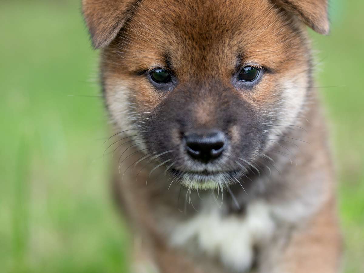 赤柴オス子犬】ID4646の詳細情報と購入ガイド｜価格・血統・保証内容