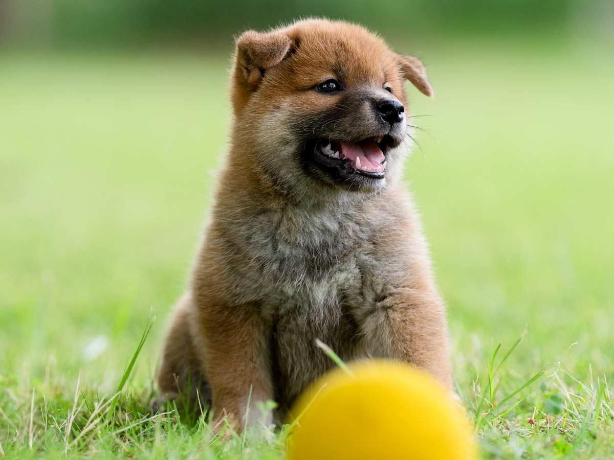 赤柴オス子犬】ID4647の詳細情報と購入ガイド｜価格・血統・保証内容
