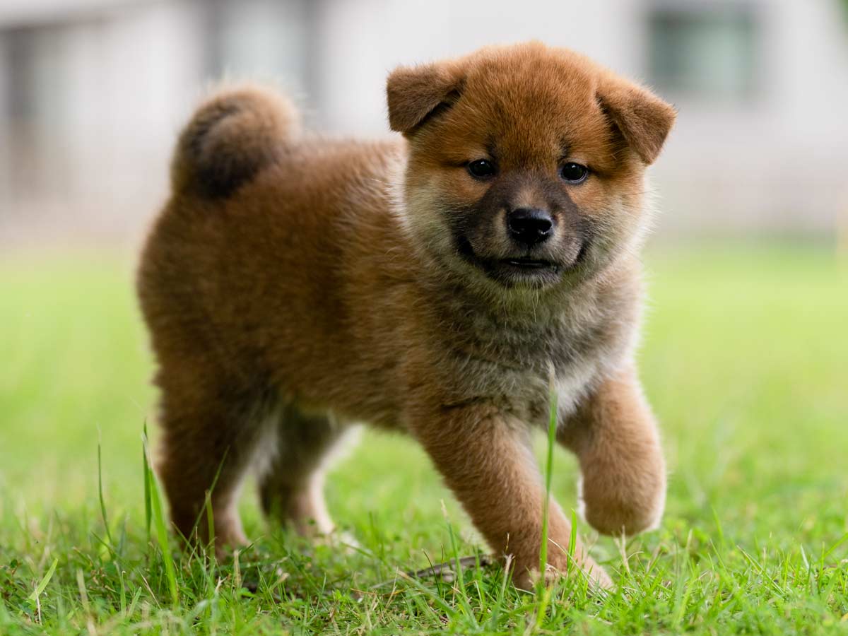 赤柴ページ 赤柴オス子犬】ID4647の詳細情報と購入ガイド｜価格・血統・保証内容