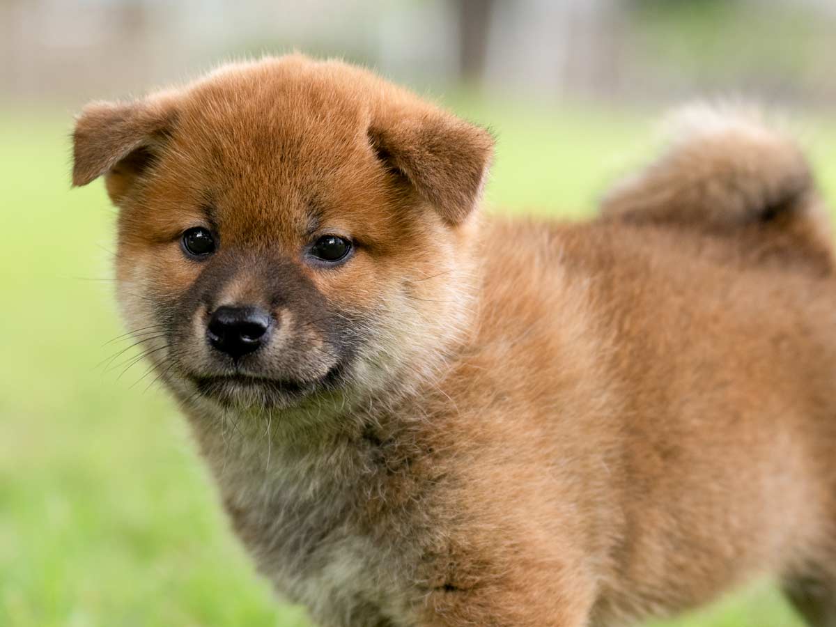 赤柴オス子犬】ID4647の詳細情報と購入ガイド｜価格・血統・保証内容