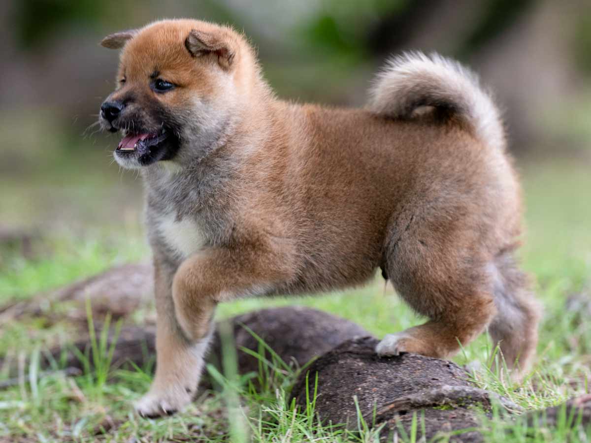 赤柴オス子犬】ID4648の詳細情報と購入ガイド｜価格・血統・保証内容