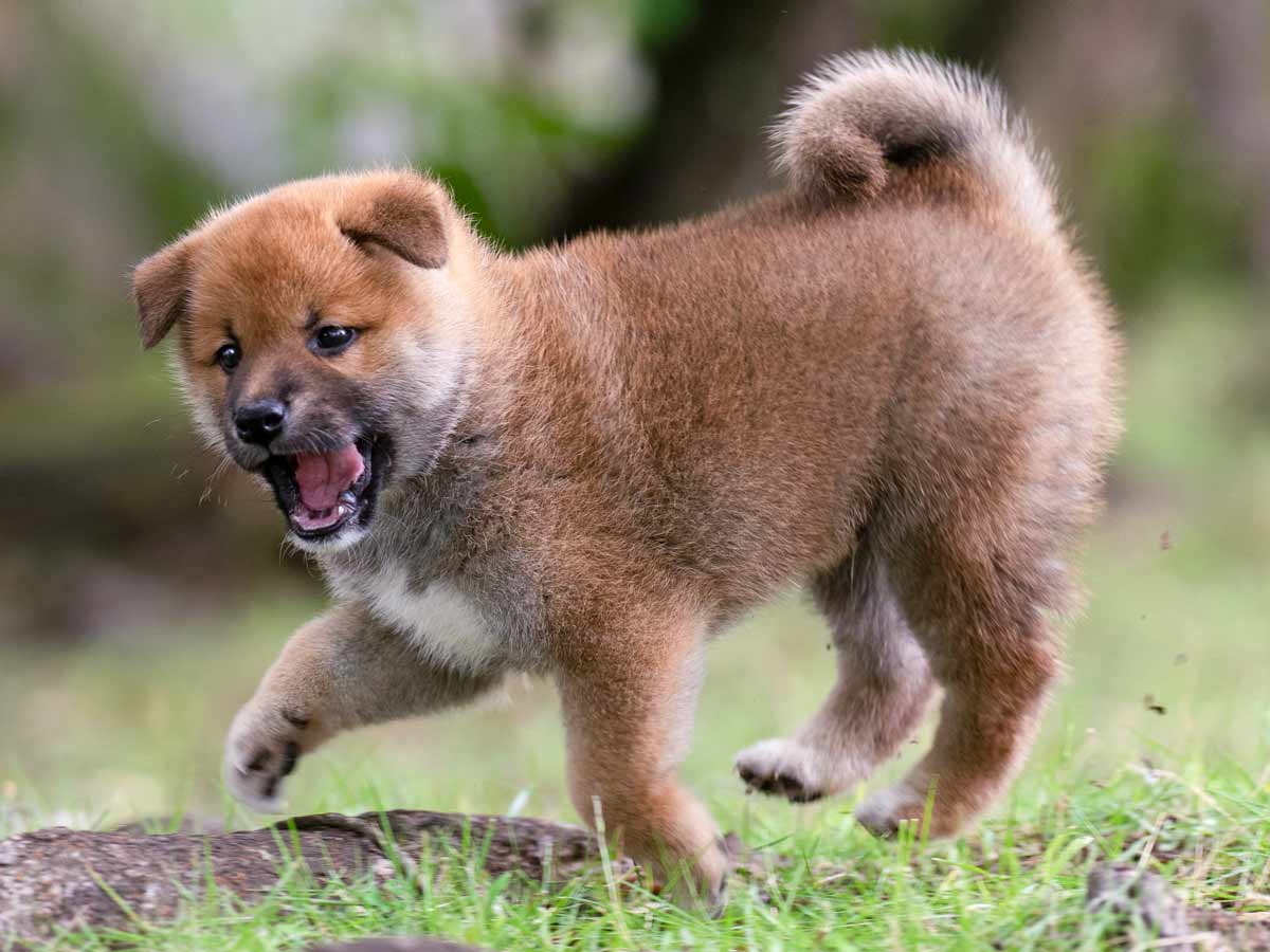 赤柴オス子犬】ID4648の詳細情報と購入ガイド｜価格・血統・保証内容
