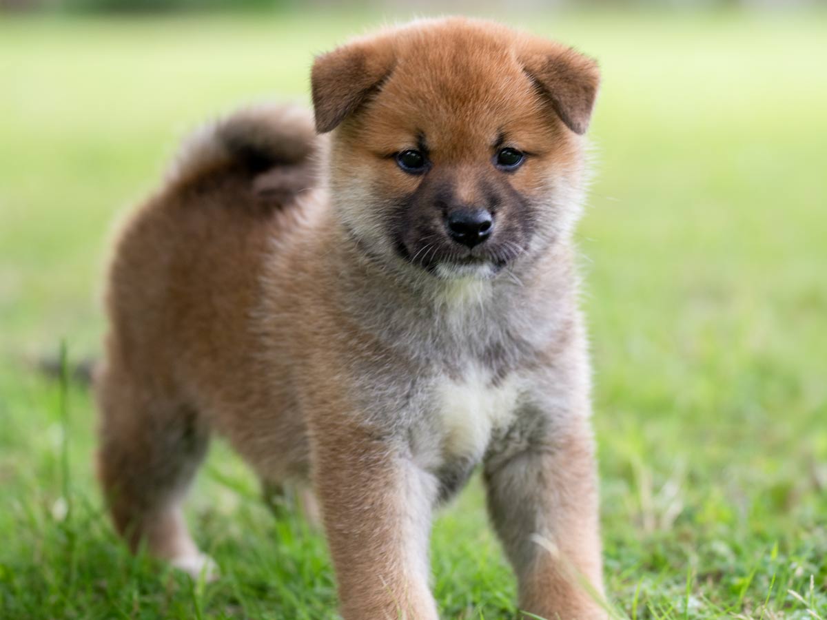 赤柴オス子犬】ID4648の詳細情報と購入ガイド｜価格・血統・保証内容