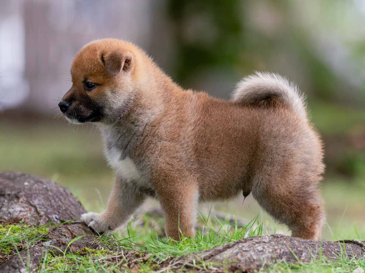赤柴オス子犬】ID4648の詳細情報と購入ガイド｜価格・血統・保証内容