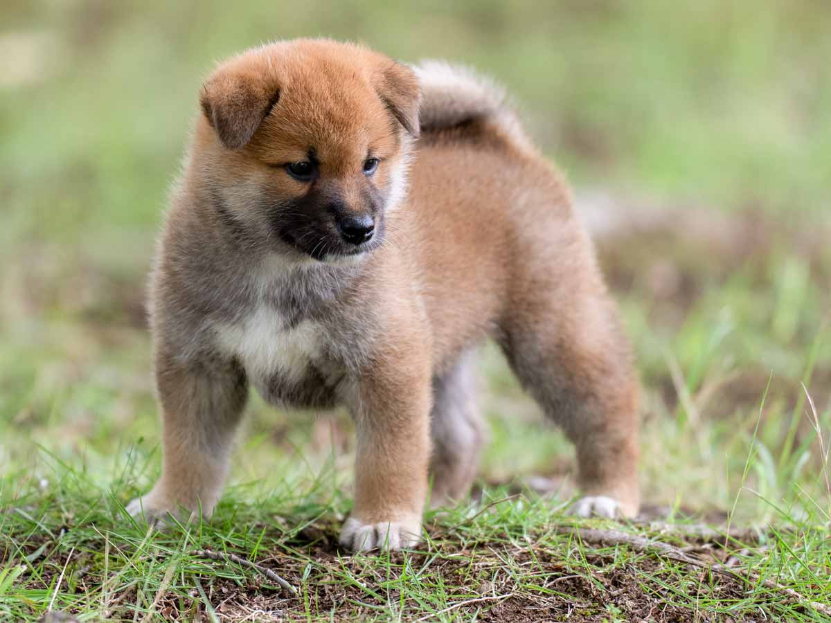 赤柴オス子犬】ID4648の詳細情報と購入ガイド｜価格・血統・保証内容