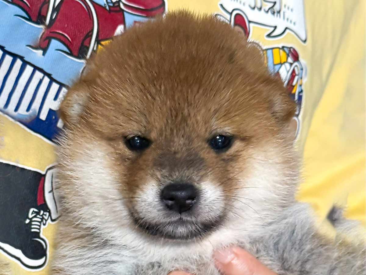 赤柴オス子犬】ID4639の詳細情報と購入ガイド｜価格・血統・保証内容