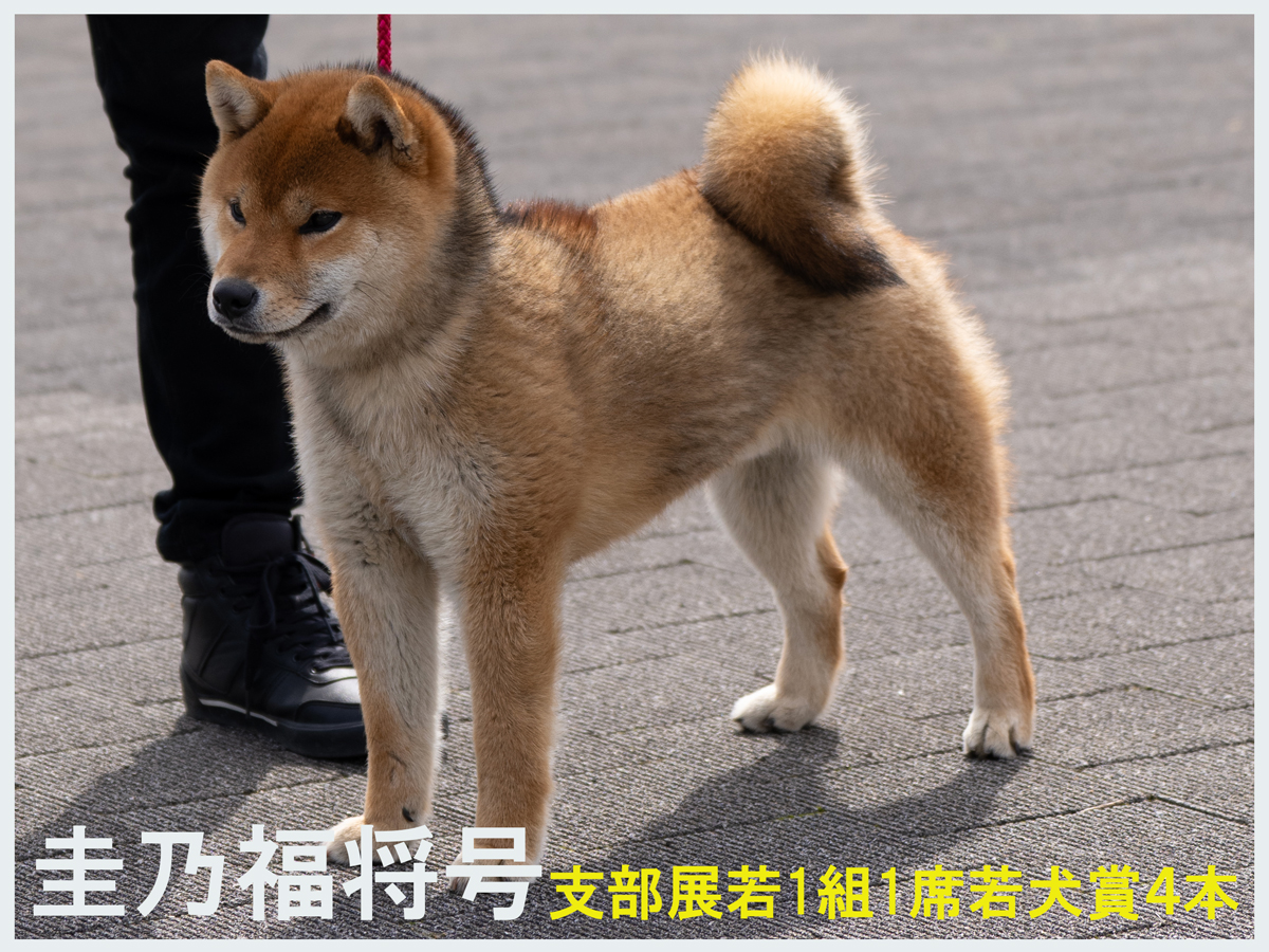 圭乃福将号 圭乃福将号