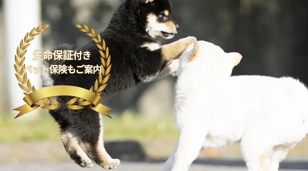 生命保証・ペット保険のご案内