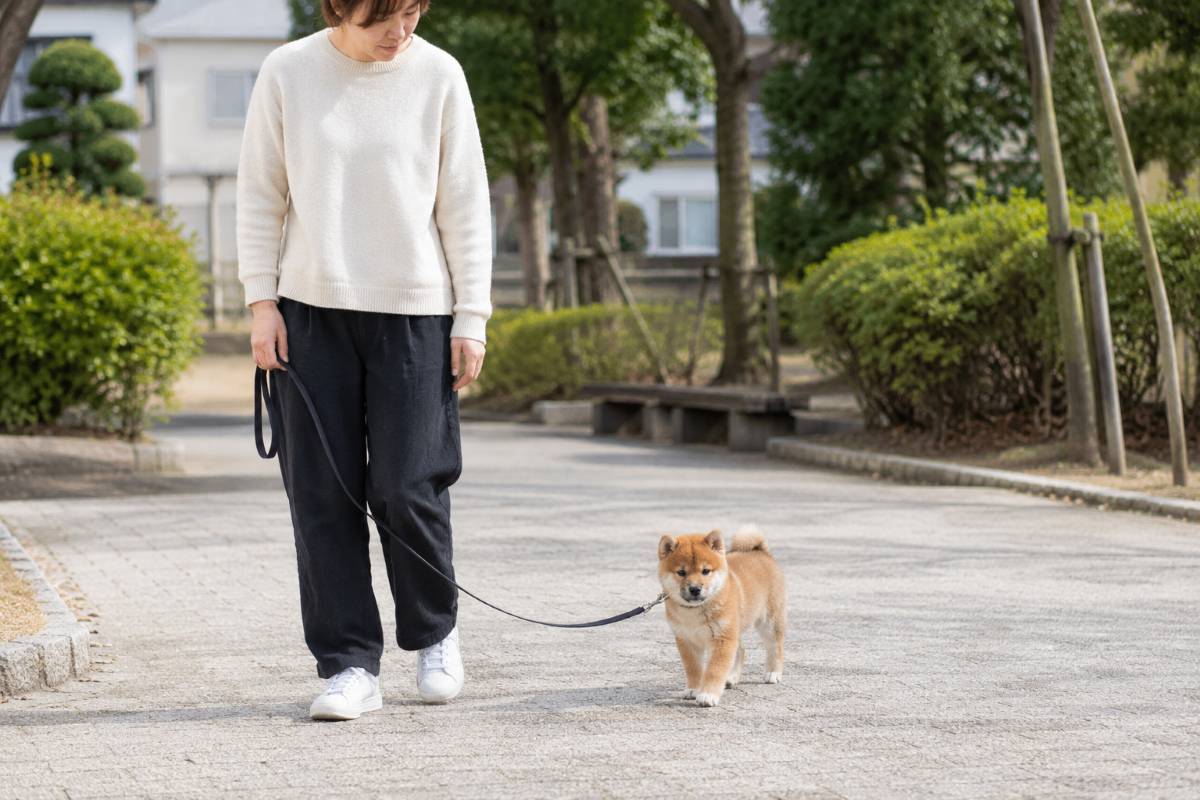 飼い主と赤柴の子犬が公園で散歩を練習するイメージ