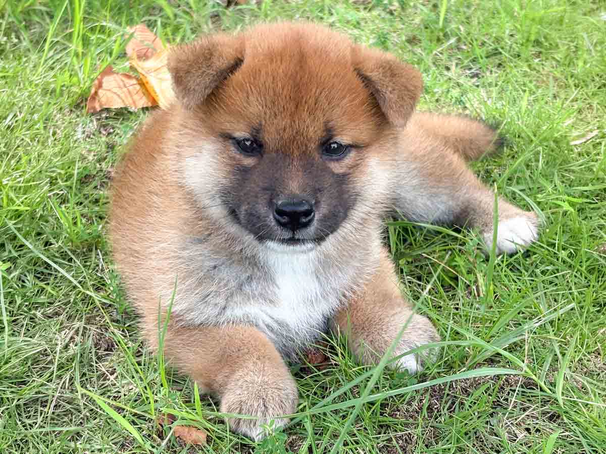 赤柴 赤柴オス子犬】ID4657の詳細情報と購入ガイド｜価格・血統・保証内容
