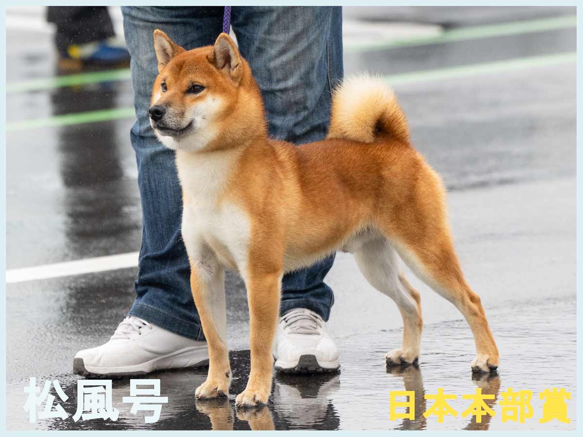 松風号 松風号
