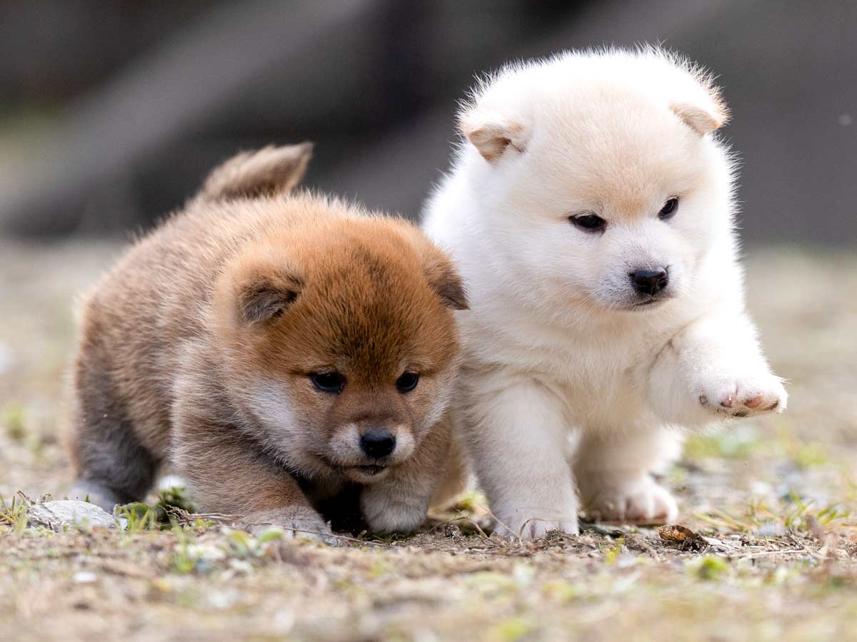 赤柴と白柴の子犬