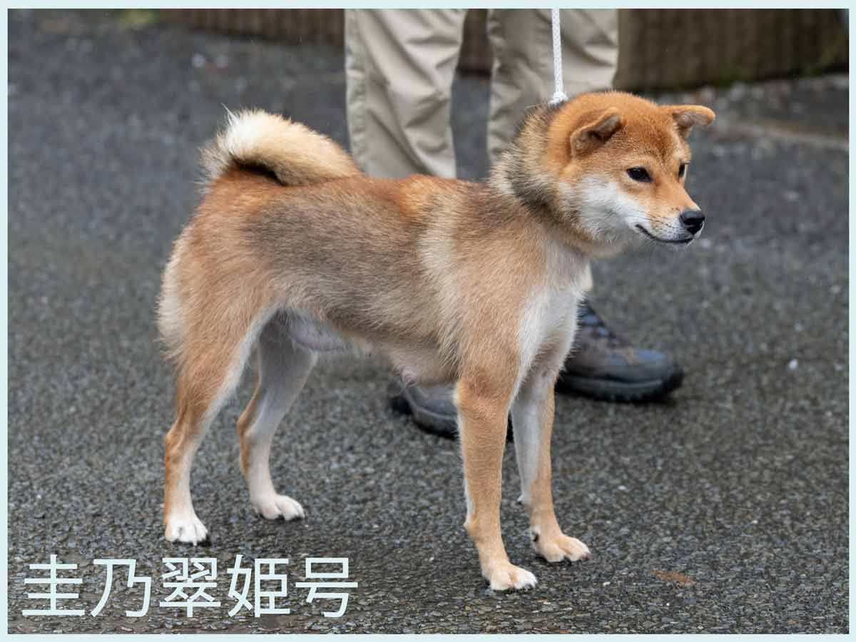 圭乃翠姫号 圭乃翠姫号