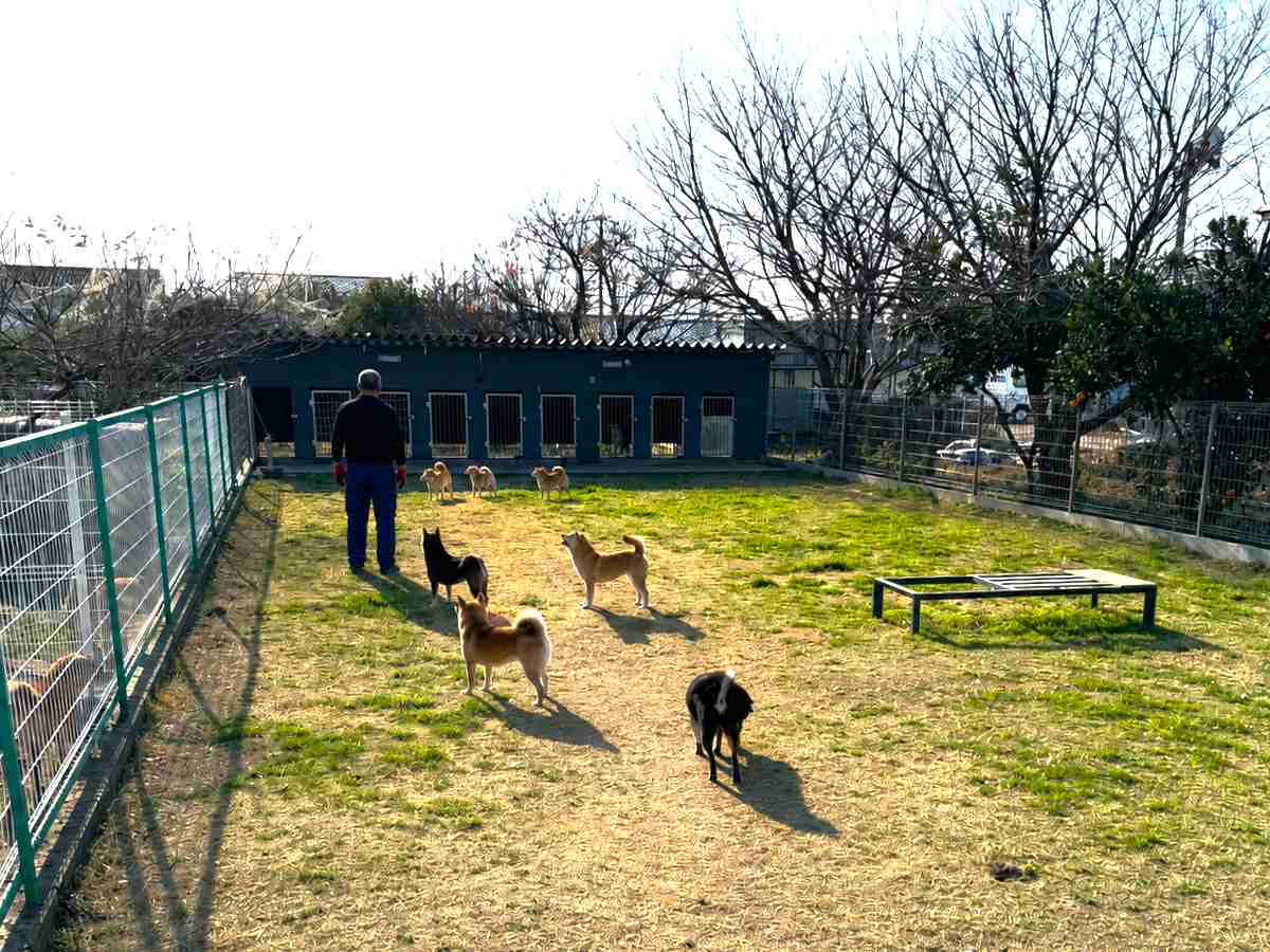 犬舎の運動場と柴犬たちをもとにした加工イメージ