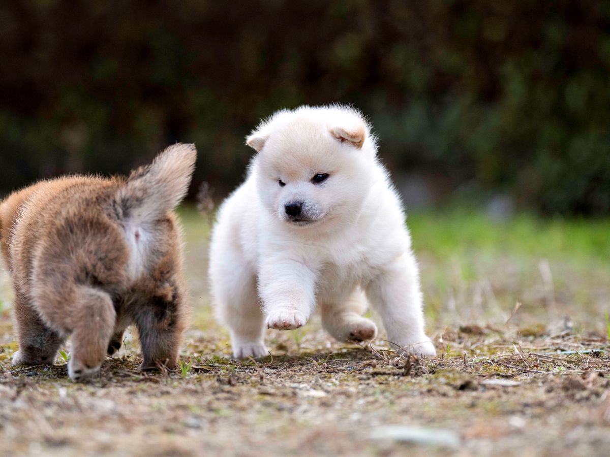 白柴の子犬