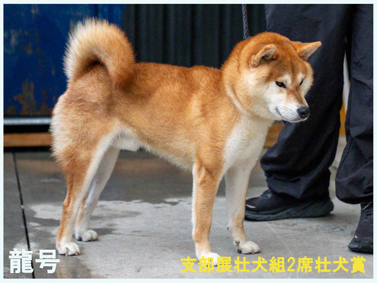 龍号 龍号