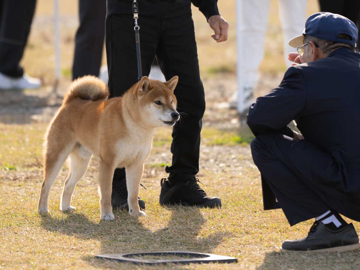 2024年の日本犬保存会全国展(茨城県)で審査を受ける成犬の柴犬