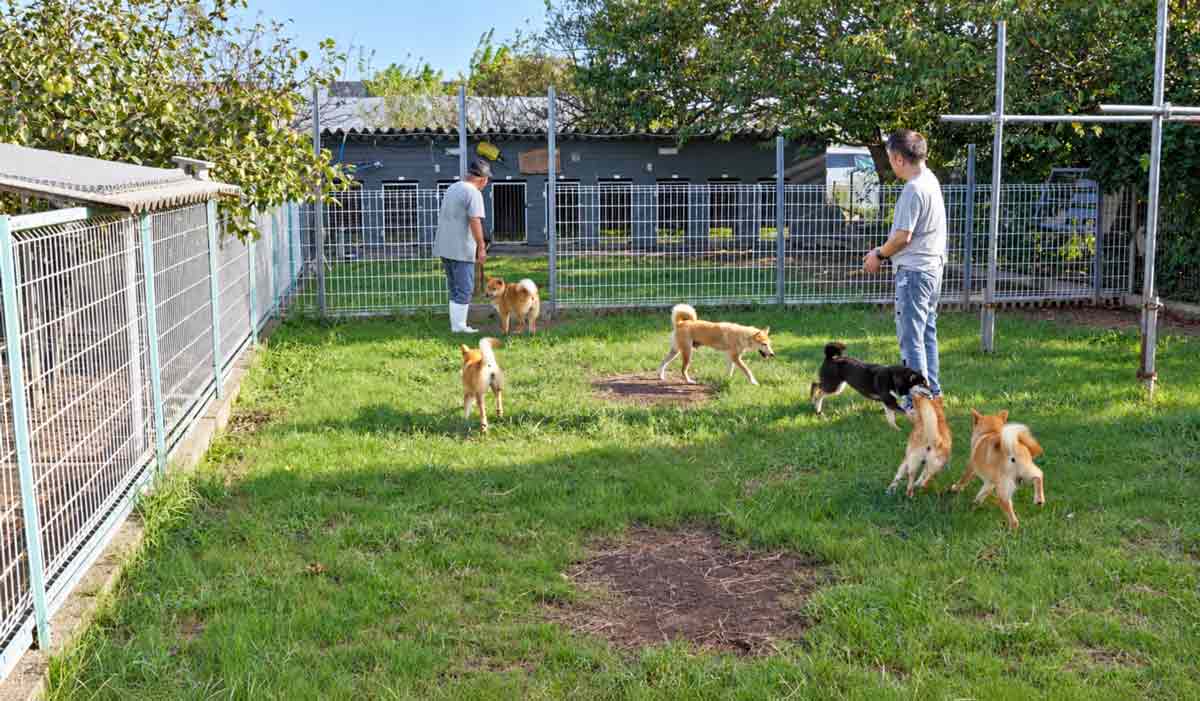 犬舎内のドッグランで柴犬たちと過ごす青木伸二とブリーダー