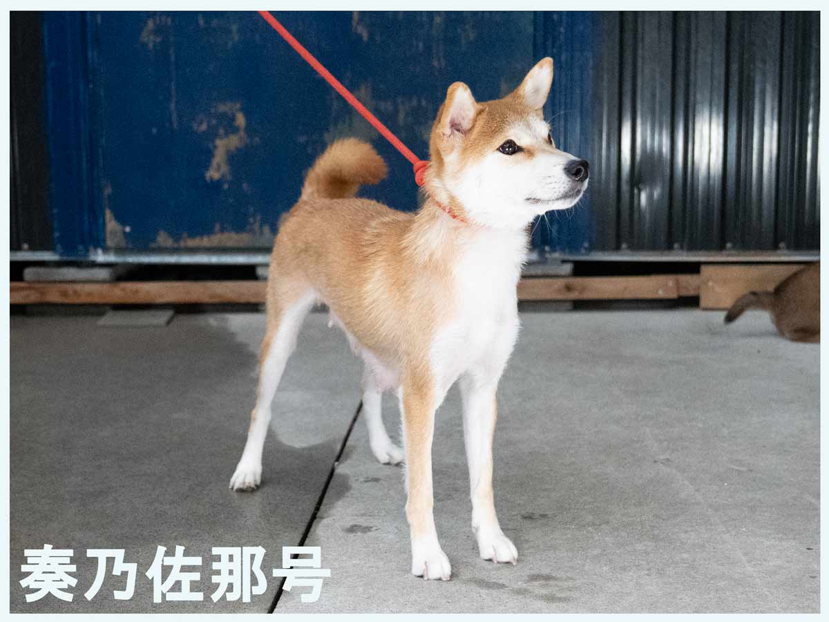 奏乃佐那号 奏乃佐那号